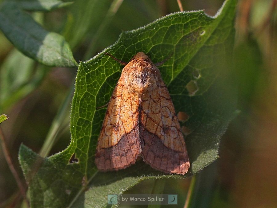 Falena da identificare - Pyrrhia umbra